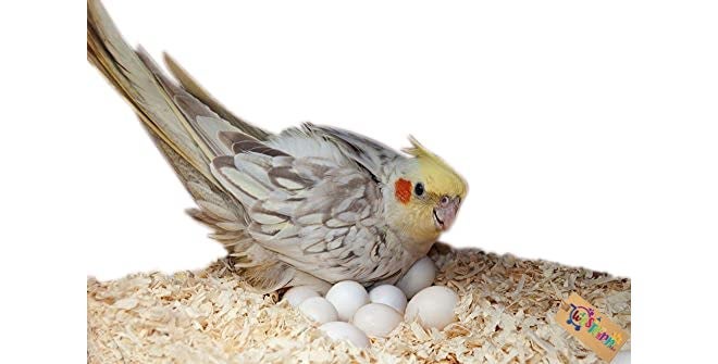 Western Era Natural Wood Shaving Soft Nesting Material for Birds (1Kg) - Image 3