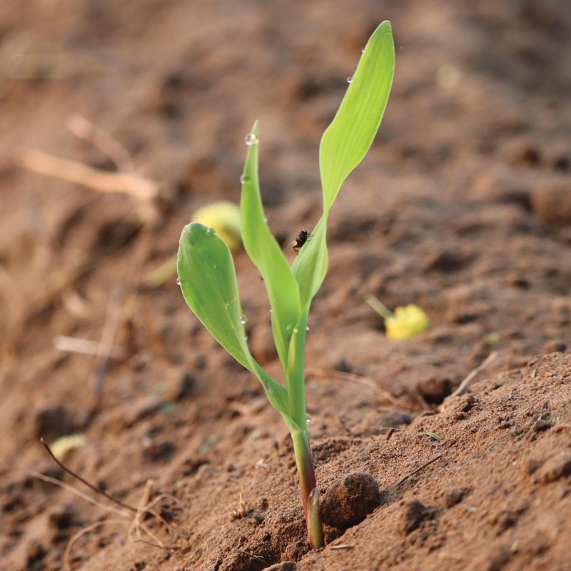 Seed Needs بذور الذرة الحلوة من نوع بيشيز وكريم 230+ بذور للزراعة - غير معدلة وراثيًا، هجينة وغير معالجة - ازرع حديقة الخضروات الخاصة بك بشكل عضوي (جملة) - Image 3