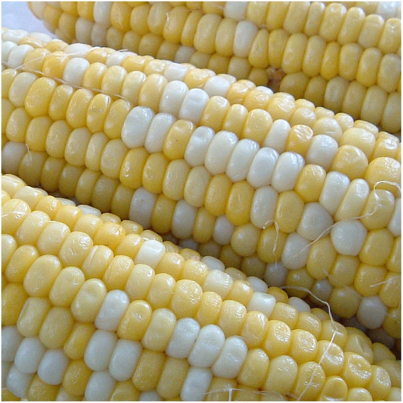 Seed Needs بذور الذرة الحلوة من نوع بيشيز وكريم 230+ بذور للزراعة - غير معدلة وراثيًا، هجينة وغير معالجة - ازرع حديقة الخضروات الخاصة بك بشكل عضوي (جملة) - Image 5