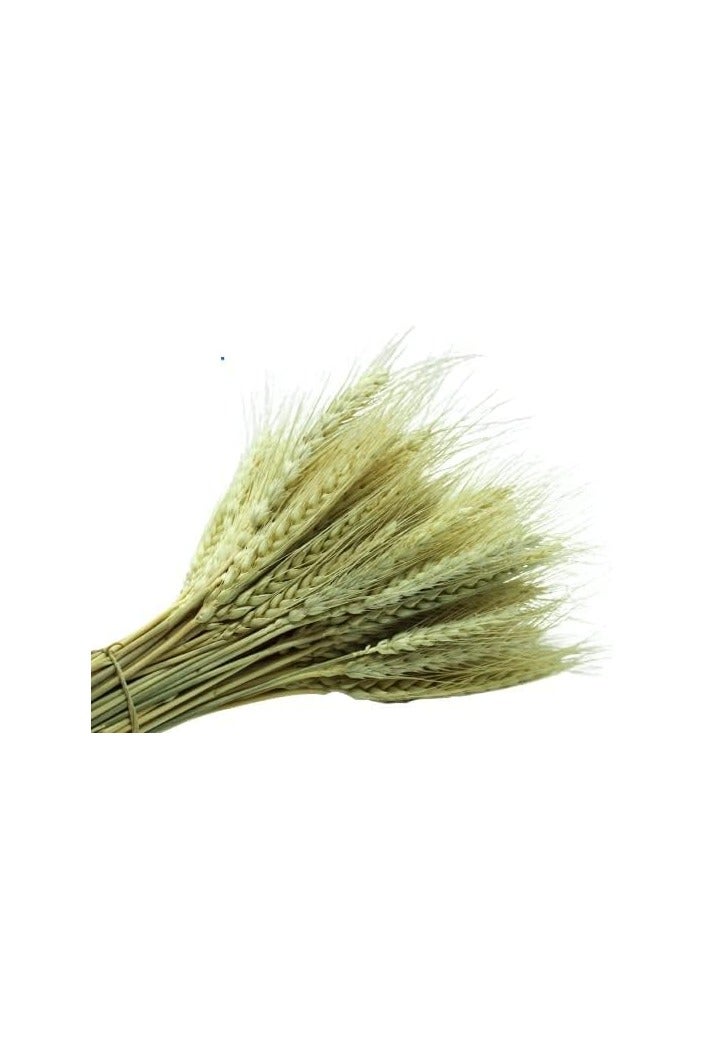 Dry Wheat Grass Bouquet Dried Wheat Grass Bundle Natural Artificial Wheat Dried Flowers Real Wheat Ear Fake Flowers Bouquet DIY Centrepiece Flower Arrangement Simulation Craft Decoration (50) - Image 2