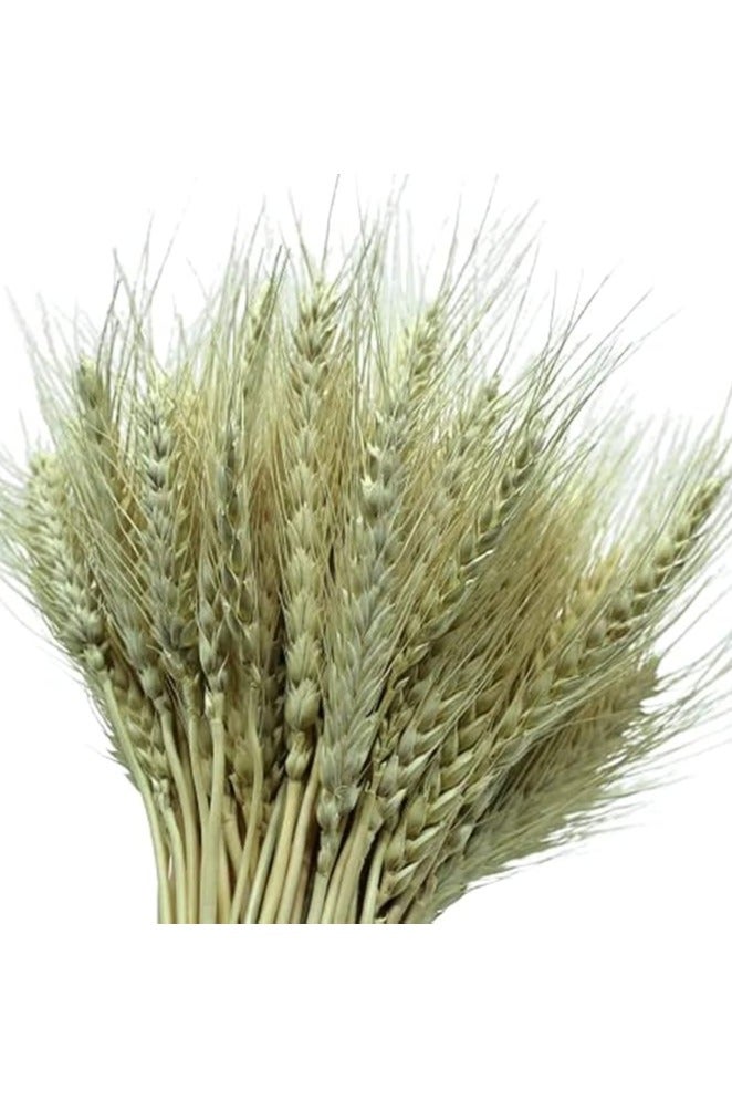 Dry Wheat Grass Bouquet Dried Wheat Grass Bundle Natural Artificial Wheat Dried Flowers Real Wheat Ear Fake Flowers Bouquet DIY Centrepiece Flower Arrangement Simulation Craft Decoration (50) - Image 1