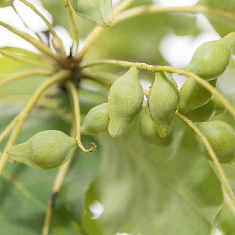 LATHER Australian Plum Night CrÃ¨me, 1.8 Ounce - Image 5