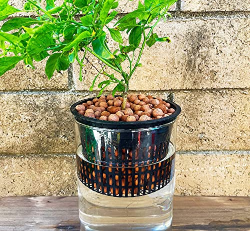Tim Tim Agro 12 Pack 8 Inch Orchid Flower Net Pot Black Heavy Duty Net Cups-Hydroponic Self Watering Wick 12 Plant Labels Bucket Insert Orchid Vegetable Garden Growing Netted Baskets Slotted Mesh - Image 2