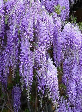 100Pcs Wisteria Seeds Hardy Climbing Plant Tree Seeds Evergreen Wisteria Tree Perennial Flower Seeds for Outdoor Garden Yard Decoration Wisteria Seeds - pzsku/Z515C0E05338A6FCC1930Z/45/1743078102/a7faad98-aef3-4854-b301-d70146f58ed3