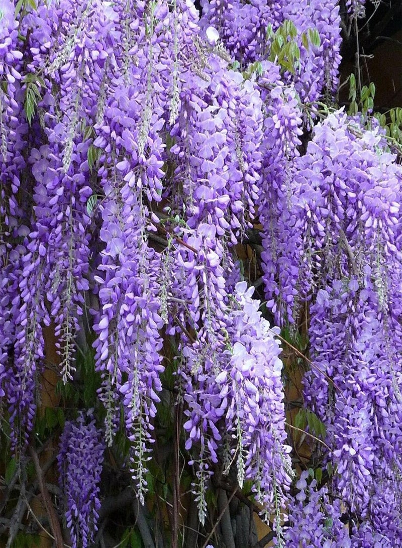 100Pcs Wisteria Seeds Hardy Climbing Plant Tree Seeds Evergreen Wisteria Tree Perennial Flower Seeds for Outdoor Garden Yard Decoration Wisteria Seeds