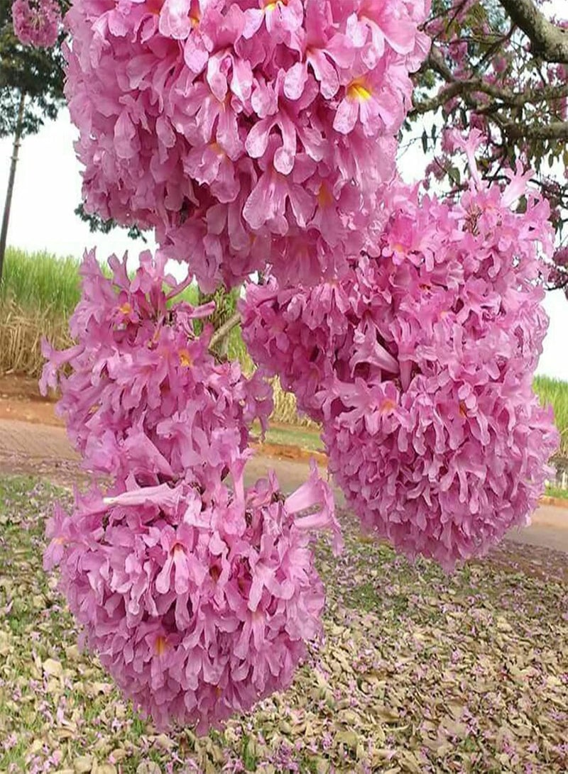 100Pcs Wisteria Seeds Hardy Climbing Plant Tree Seeds Evergreen Wisteria Tree Perennial Flower Seeds for Outdoor Garden Yard Decoration Wisteria Seeds