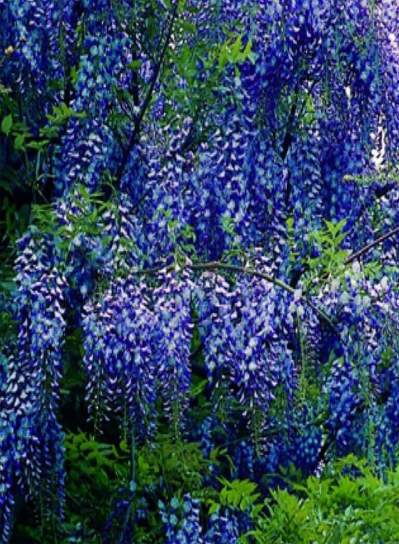 100Pcs Wisteria Seeds Hardy Climbing Plant Tree Seeds Evergreen Wisteria Tree Perennial Flower Seeds for Outdoor Garden Yard Decoration Wisteria Seeds