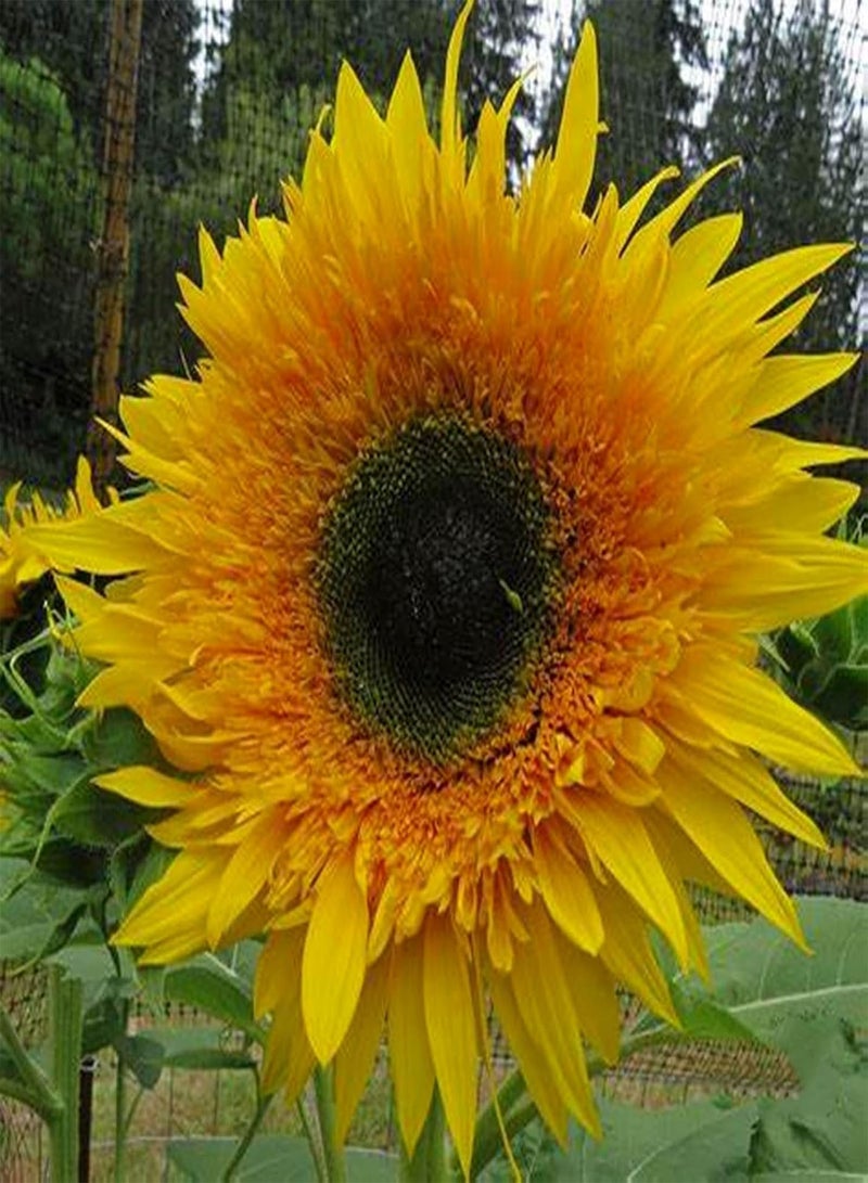 Gardening Essentials,High Germination Rate,Sun Flower,Bee Plant,Sunflower seeds-200 pcs,2