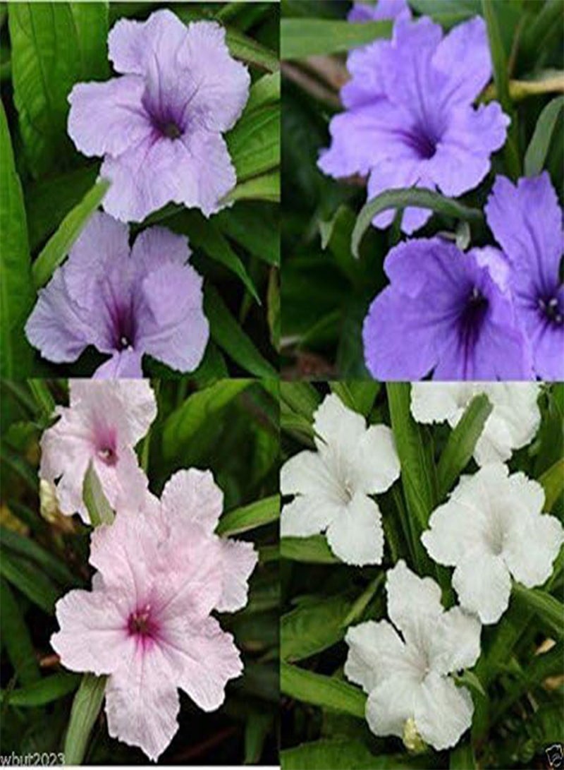 GGOOT Seed- Ruellia brittoniana 'Souther Star Mix' 30 Seeds! - Image 1