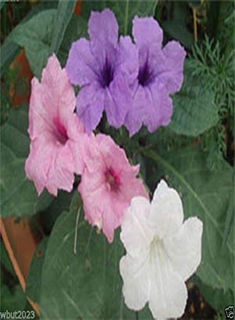 GGOOT Seed- Ruellia brittoniana 'Souther Star Mix' 30 Seeds! - Image 2