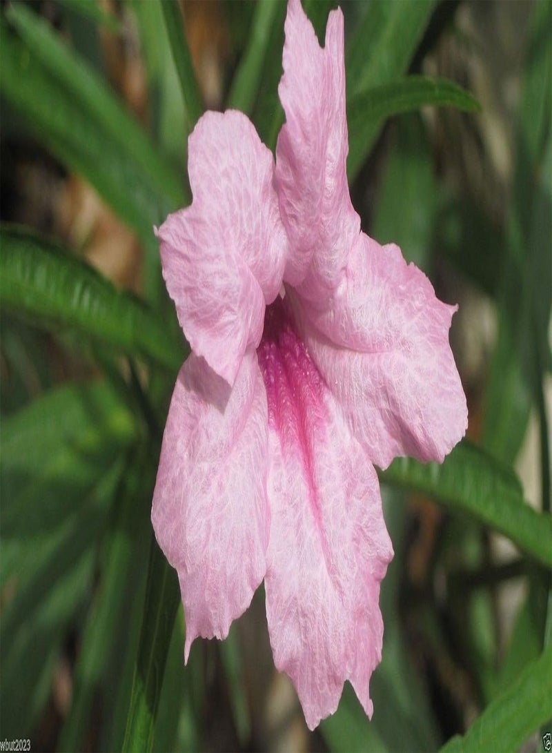GGOOT Seed- Ruellia brittoniana 'Souther Star Mix' 30 Seeds! - Image 3