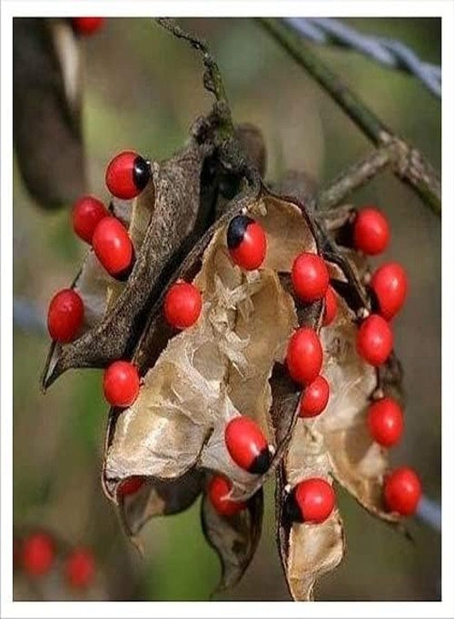 RUKDA® lal chirmi/gunja Beads/chirmi ke Beez/chirmi seads red/gunja/gunjari/gunja beej/gunja ke beej/gunja lal/gunja lal Seeds/chirmi Seeds - 21 pcs - Image 3