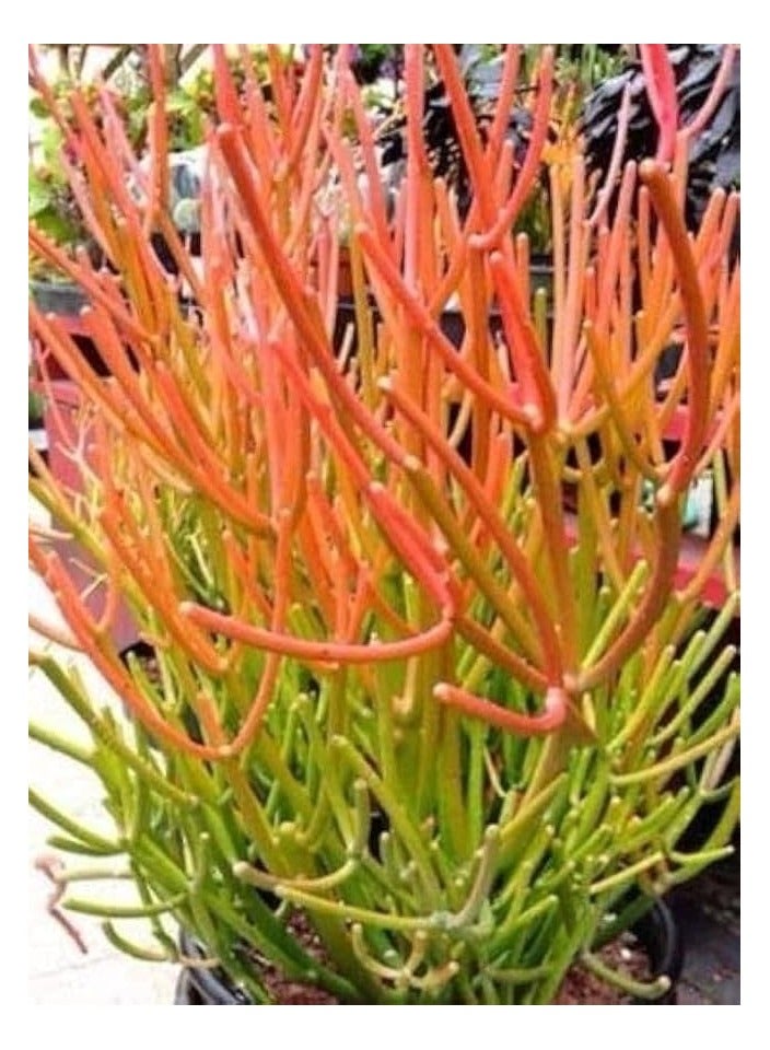 نبات الفربيون تيروكالي - Image 3