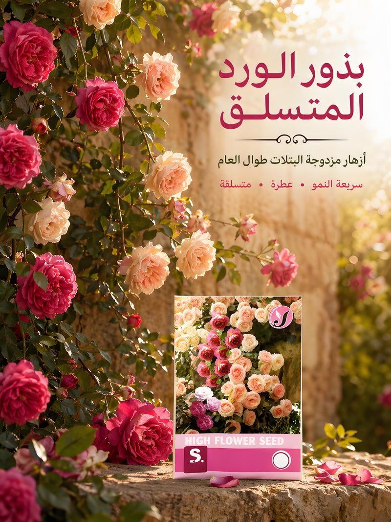 500 قطعة من بذور الورد ذات البتلات المزدوجة تزهر في الفصول الأربعة نباتات معمرة سريعة النمو - Image 1