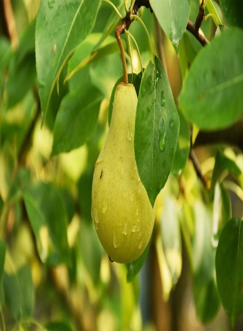Stone Pear Tree Organic Seeds, Stone Pear Tree Seeds, Home Gardening, High Germination, for Garden and Potting, Non-GMO Heirloom (5)
