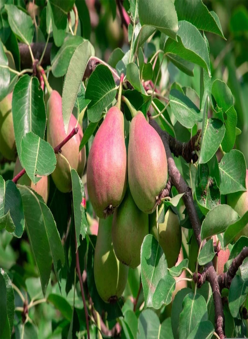 Stone Pear Tree Organic Seeds, Stone Pear Tree Seeds, Home Gardening, High Germination, for Garden and Potting, Non-GMO Heirloom (5)