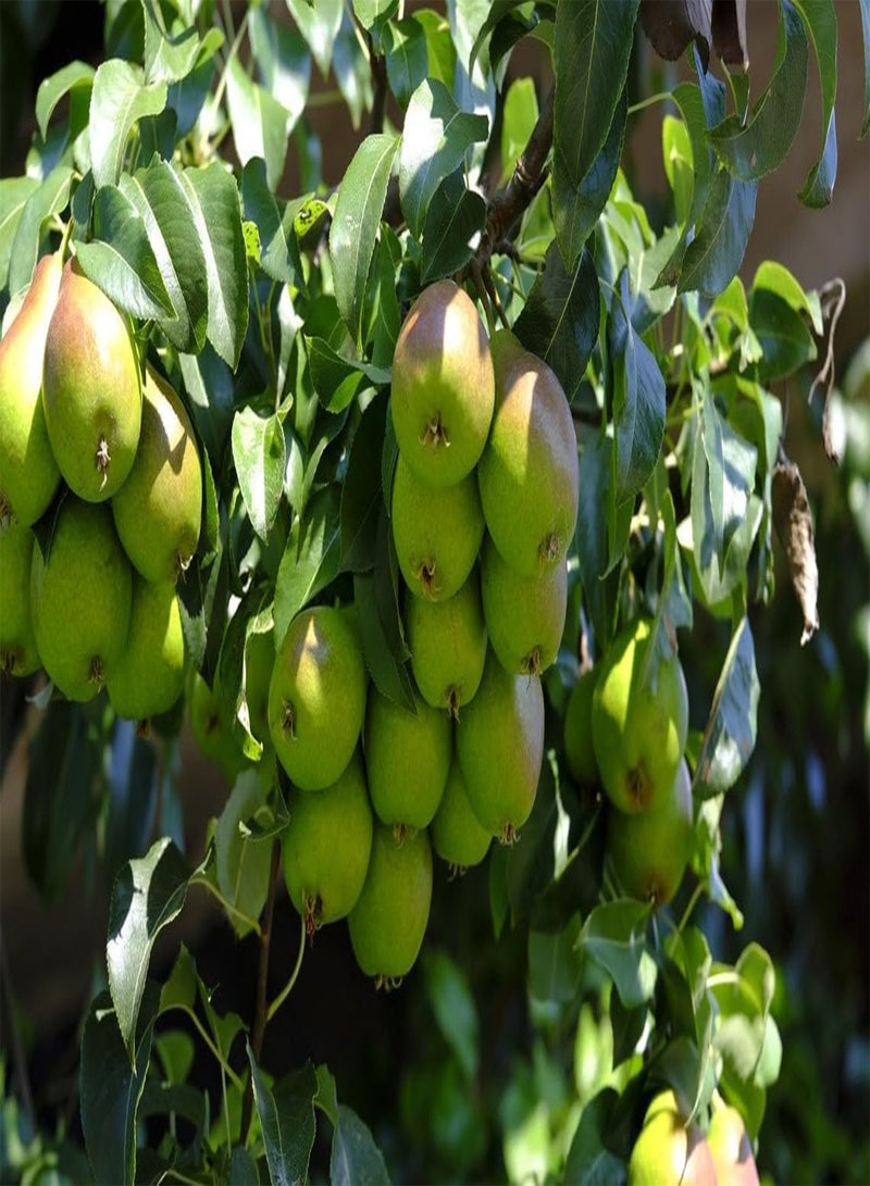 Stone Pear Tree Organic Seeds, Stone Pear Tree Seeds, Home Gardening, High Germination, for Garden and Potting, Non-GMO Heirloom (5)