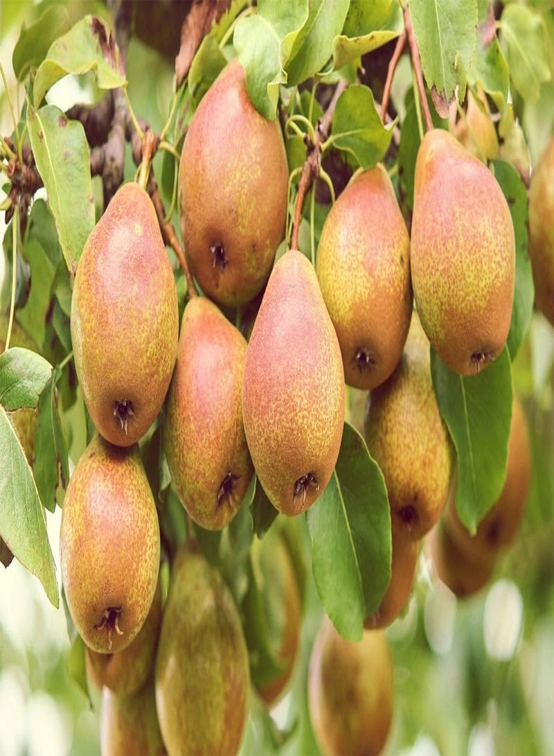 Stone Pear Tree Organic Seeds, Stone Pear Tree Seeds, Home Gardening, High Germination, for Garden and Potting, Non-GMO Heirloom (5)