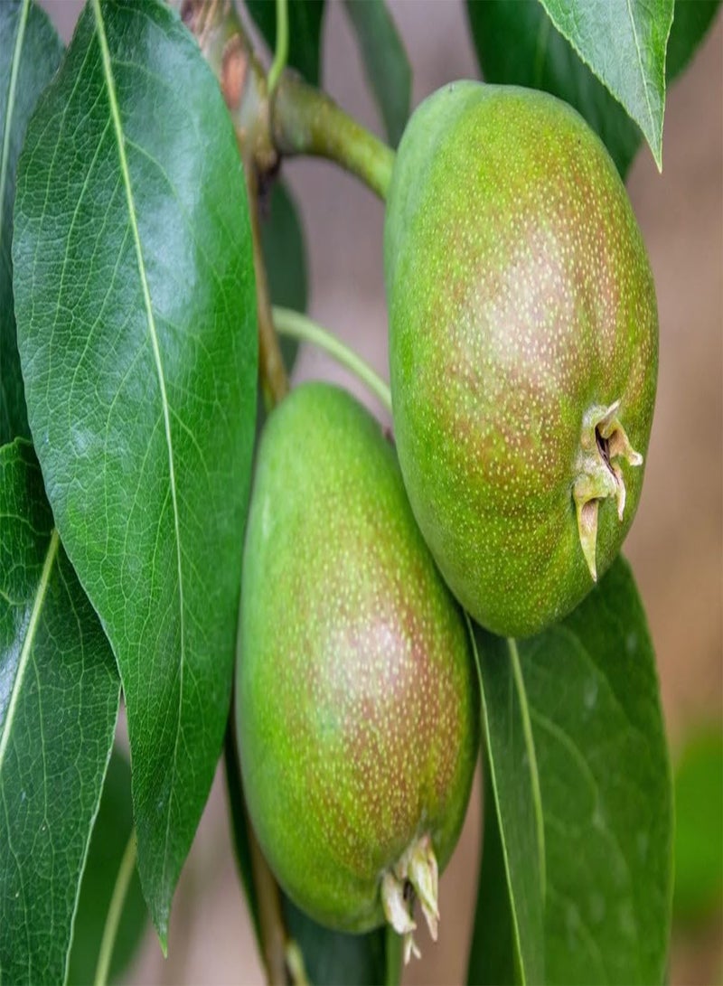 Stone Pear Tree Organic Seeds, Stone Pear Tree Seeds, Home Gardening, High Germination, for Garden and Potting, Non-GMO Heirloom (5)
