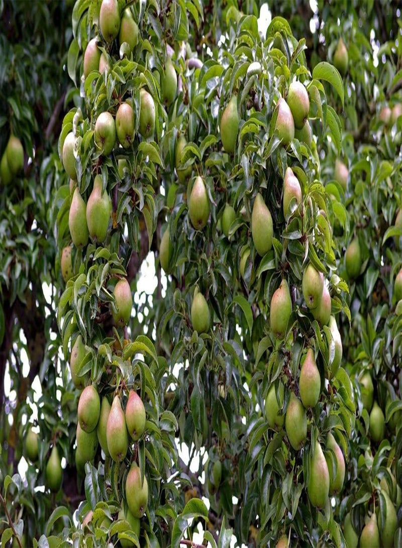 Stone Pear Tree Organic Seeds, Stone Pear Tree Seeds, Home Gardening, High Germination, for Garden and Potting, Non-GMO Heirloom (5)