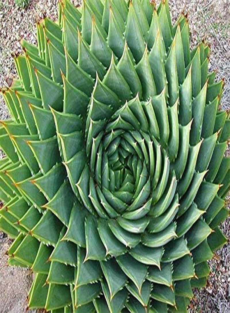 GGOOT 5pcs Aloe Polyphylla Seeds Aloe Succulent Plants Bonsai Seeds DIY Home Garden
