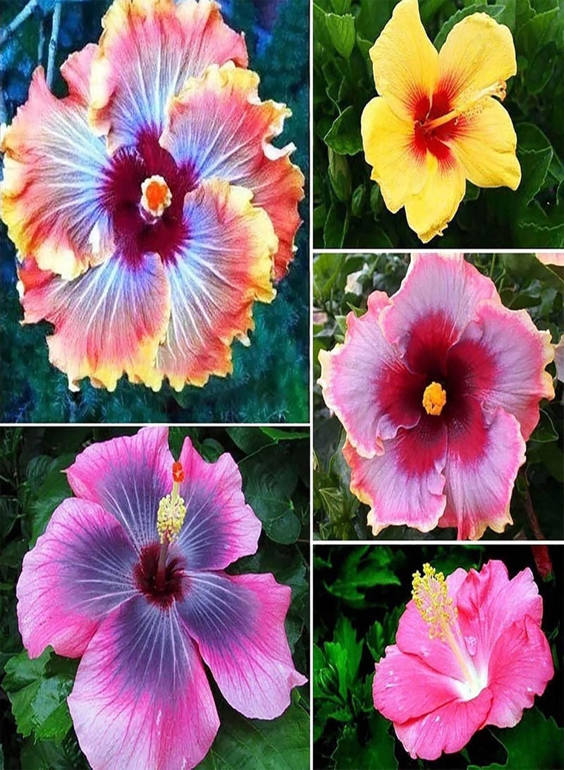 جي جوت 200 بذور زهرة الكركديه بألوان متنوعة | شتلات نباتات بونساي غزيرة النمو سهلة الزراعة، وردية اللون، مقاس واحد - Image 2