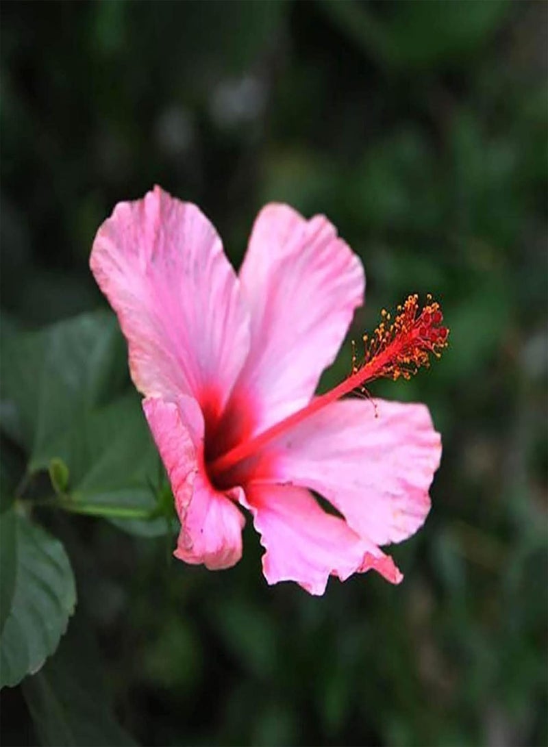 جي جوت 200 بذور زهرة الكركديه بألوان متنوعة | شتلات نباتات بونساي غزيرة النمو سهلة الزراعة، وردية اللون، مقاس واحد - Image 1