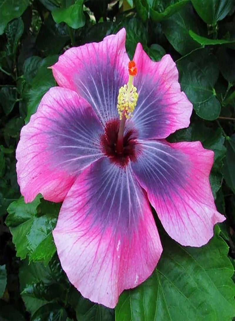 جي جوت 200 بذور زهرة الكركديه بألوان متنوعة | شتلات نباتات بونساي غزيرة النمو سهلة الزراعة، وردية اللون، مقاس واحد - Image 5