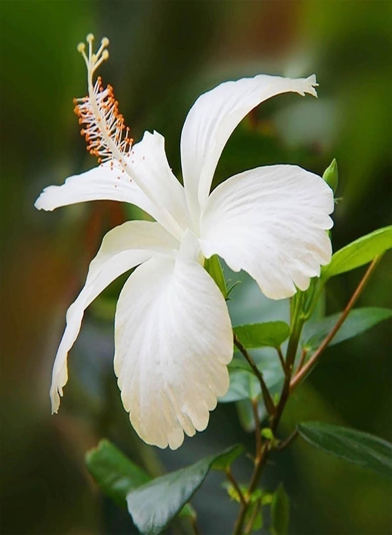 جي جوت 200 بذور زهرة الكركديه بألوان متنوعة | شتلات نباتات بونساي غزيرة النمو سهلة الزراعة، وردية اللون، مقاس واحد - Image 4