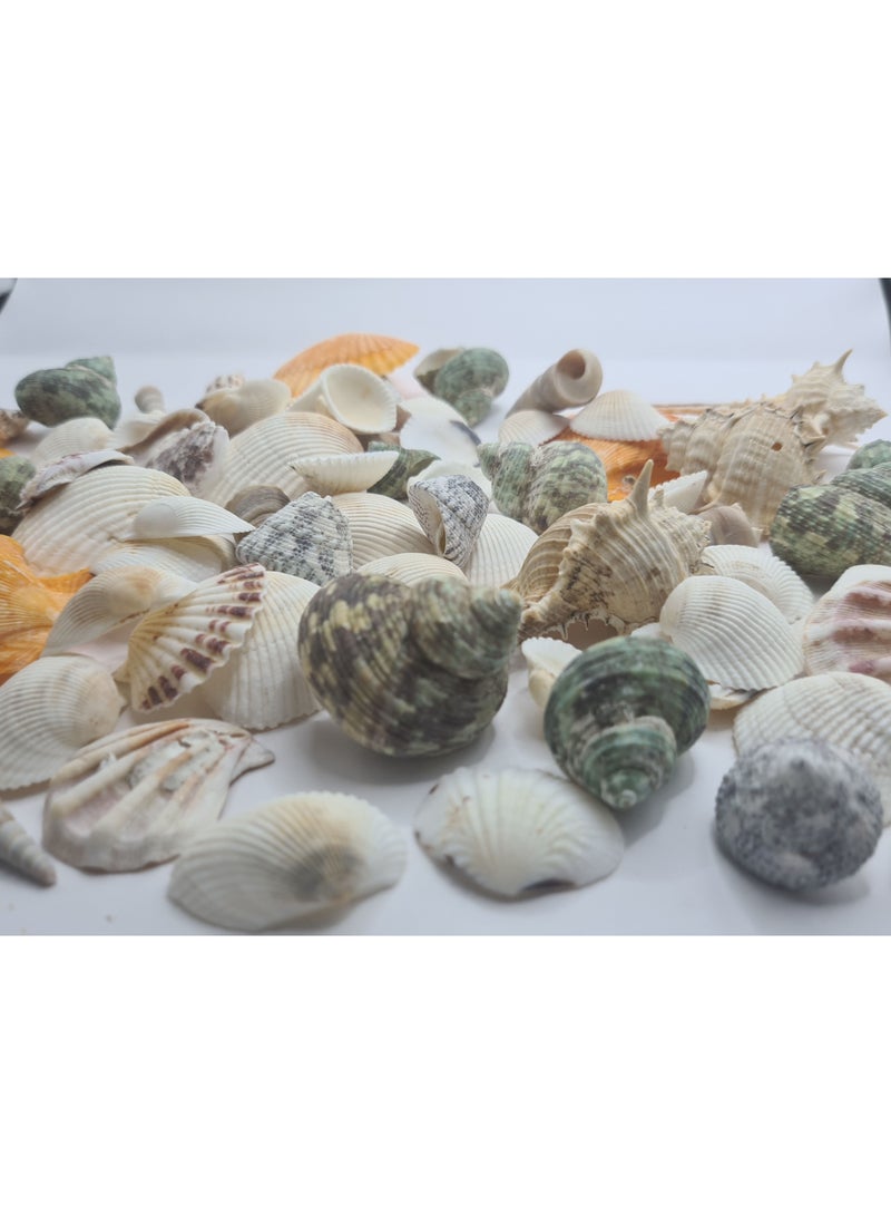 Varied Sized Natural Seashells Multicolour 85 Pieces - Image 2