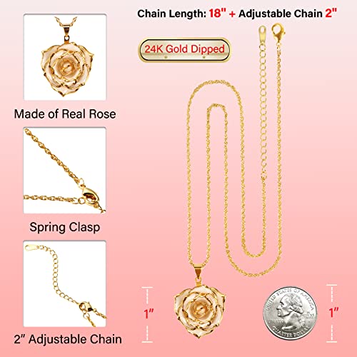 AliveRose Gold-Plated Necklace Gifts for Women, 24K Gold-Plated Real Rose Pendant Necklace Mothers Day Anniversaries Birthday Christmas Valentine's Day Gifts for Her (Ivory) - Image 3