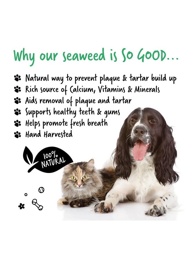 بوجالوجز مزيل البلاك من بوغالوغز لأسنان الكلاب ورائحة الفم الكريهة، طبيعي ١٠٠٪ | يزيل البلاك بدون فرشاة أسنان أو معجون أسنان للكلاب | يزيل رائحة الفم الكريهة والبلاك للكلاب والقطط (للكلاب ٧٠ غرامًا) - Image 3