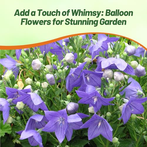 Outsidepride Blue Balloon Flower Seeds for Planting – 1000 Pcs Perennial, Drought-Tolerant, Easy to Grow, Low Maintenance, Pollinator-Friendly, Star-Shaped Blooms for Outdoor Gardens and Borders - Image 4