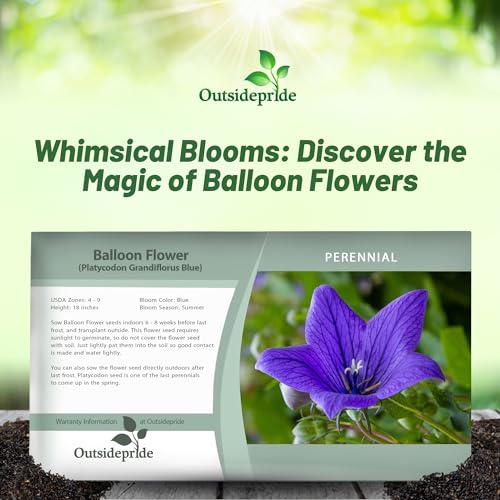 Outsidepride Blue Balloon Flower Seeds for Planting – 1000 Pcs Perennial, Drought-Tolerant, Easy to Grow, Low Maintenance, Pollinator-Friendly, Star-Shaped Blooms for Outdoor Gardens and Borders - Image 3