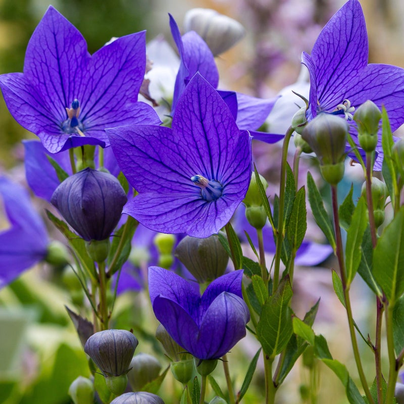 Outsidepride Blue Balloon Flower Seeds for Planting – 1000 Pcs Perennial, Drought-Tolerant, Easy to Grow, Low Maintenance, Pollinator-Friendly, Star-Shaped Blooms for Outdoor Gardens and Borders - Image 5