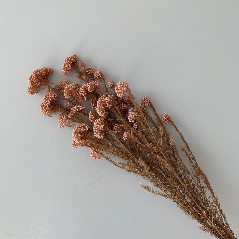 Bluejw Event Decor Dried Flowers – Real Natural Preserved Rice Flower for Wedding Backdrop, Dried Plants Arrangement for Rustic Chic Table Centerpieces & Photo Booth Decoration - Image 5