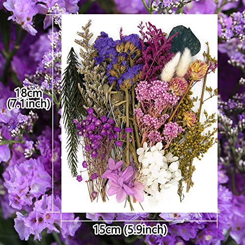 Vignee Real Dried Pressed Leaf Flowers-Multiple Colorful Pressed Flowers Daisies for Craft Resin Jewelry Making Art Craft DIY（Violet） - Image 2