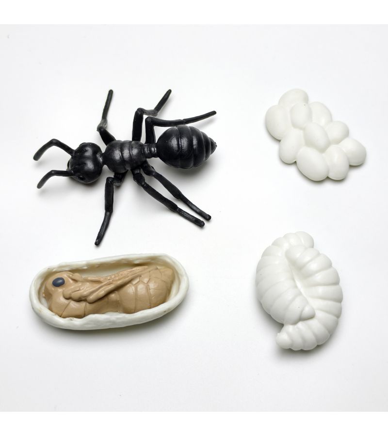 4pcs Set of Realistic Solid Plastic Wildlife Life Cycle Models Type B Depicting Black Ants Evolution for Children Learning and Garden Home Decor - Image 3
