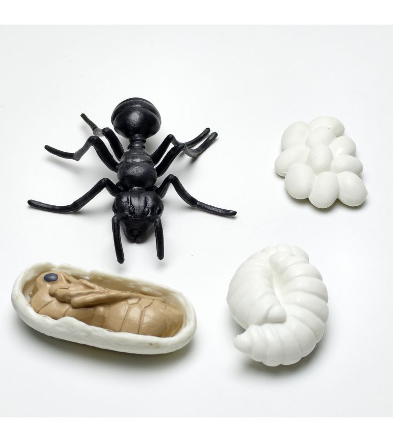 4pcs Set of Realistic Solid Plastic Wildlife Life Cycle Models Type B Depicting Black Ants Evolution for Children Learning and Garden Home Decor - Image 4