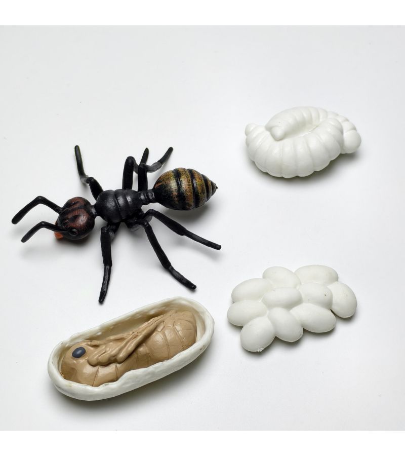 4pcs Set of Realistic Solid Plastic Wildlife Life Cycle Models Type B Depicting Black Ants Evolution for Children Learning and Garden Home Decor - Image 5