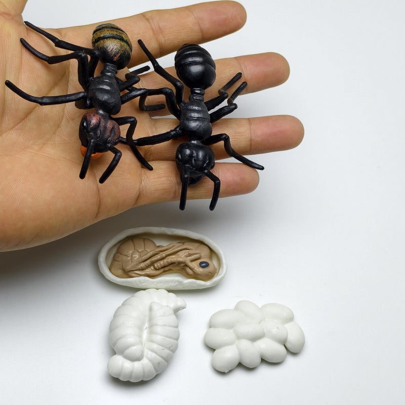 4pcs Set of Realistic Solid Plastic Wildlife Life Cycle Models Type B Depicting Black Ants Evolution for Children Learning and Garden Home Decor - Image 2