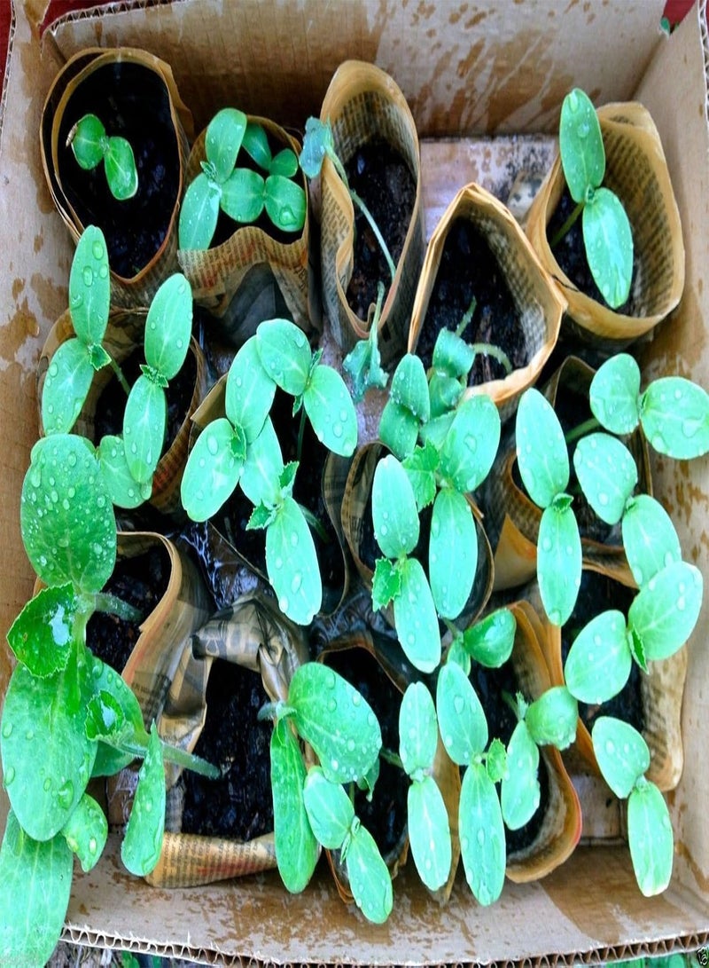 GGOOT Lemon Cucumber Seed,Heirloom. “Round and yellow” tennis ball-sized (100 Seeds) - Image 5