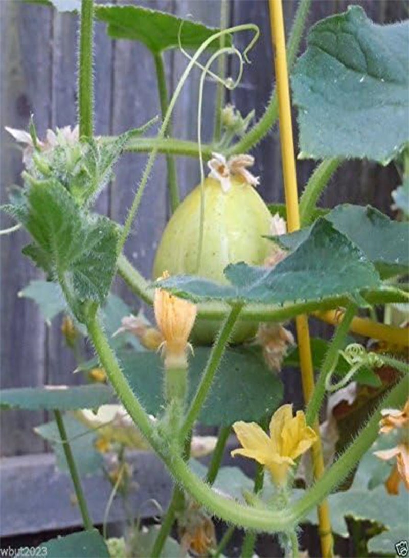 GGOOT Lemon Cucumber Seed,Heirloom. “Round and yellow” tennis ball-sized (100 Seeds) - Image 4