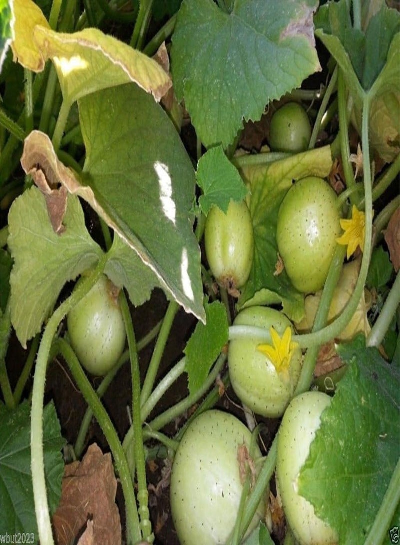 GGOOT Lemon Cucumber Seed,Heirloom. “Round and yellow” tennis ball-sized (100 Seeds) - Image 3