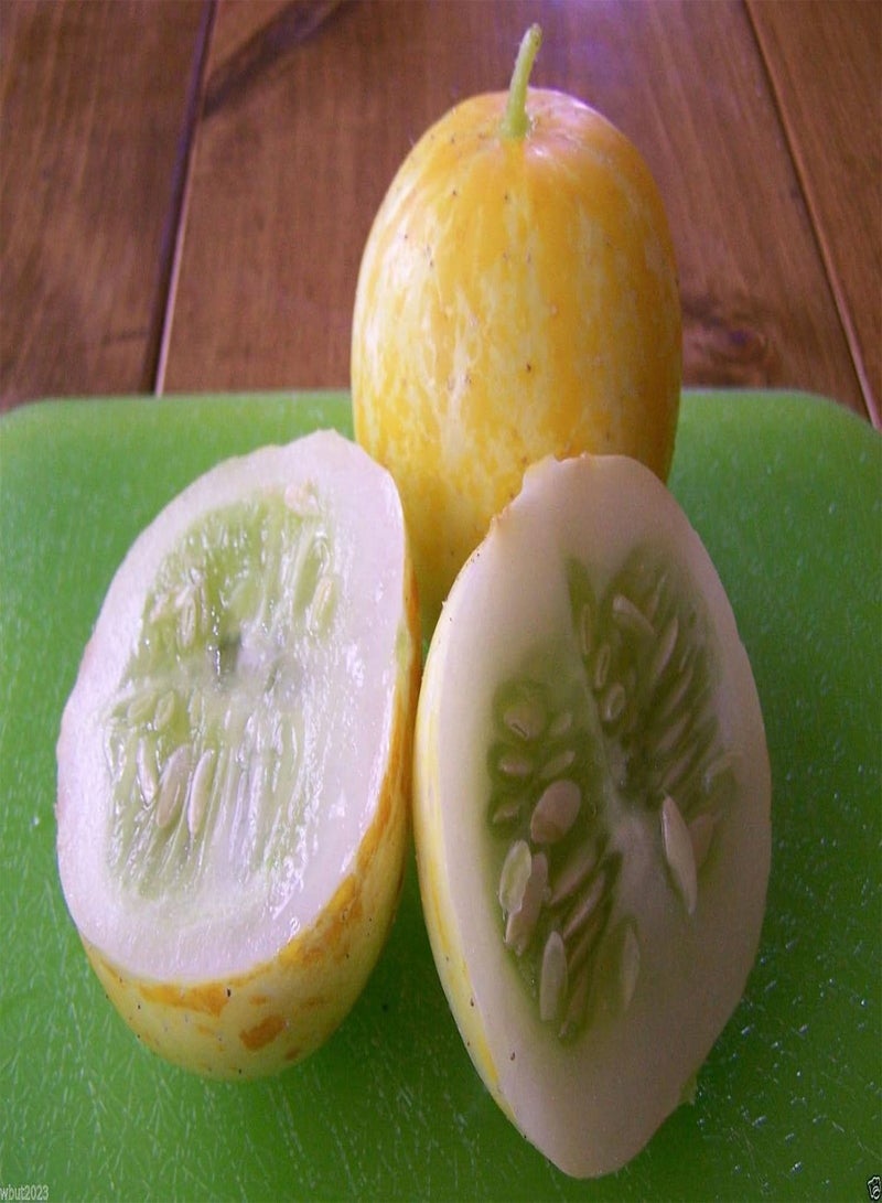 GGOOT Lemon Cucumber Seed,Heirloom. “Round and yellow” tennis ball-sized (100 Seeds) - Image 1