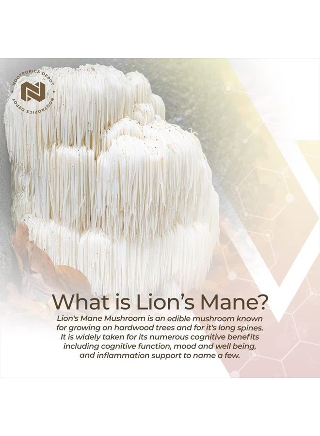 Nootropics Depot كبسولات فطر ذيل الأسد | 8:1 استخراج مزدوج للجسم الثمري الكامل | 500 ملغ | 60 حبة | هيريسيوم إيريناسيوس - Image 5
