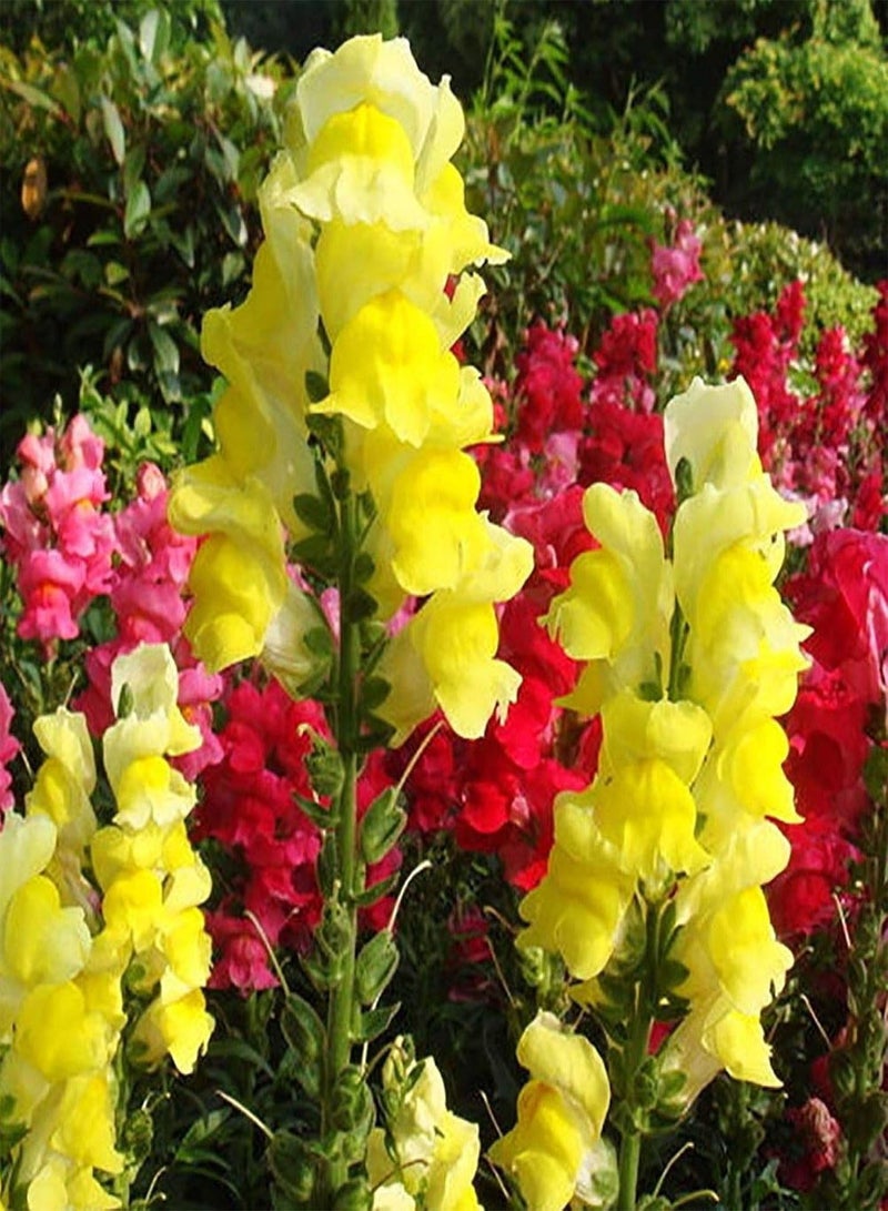 GGOOT Green Garden Flower Plants-50Pcs Mixed Color Snapdragon Seeds Antirrhinum Majus Bonsai Garden Flower Plant - Image 3