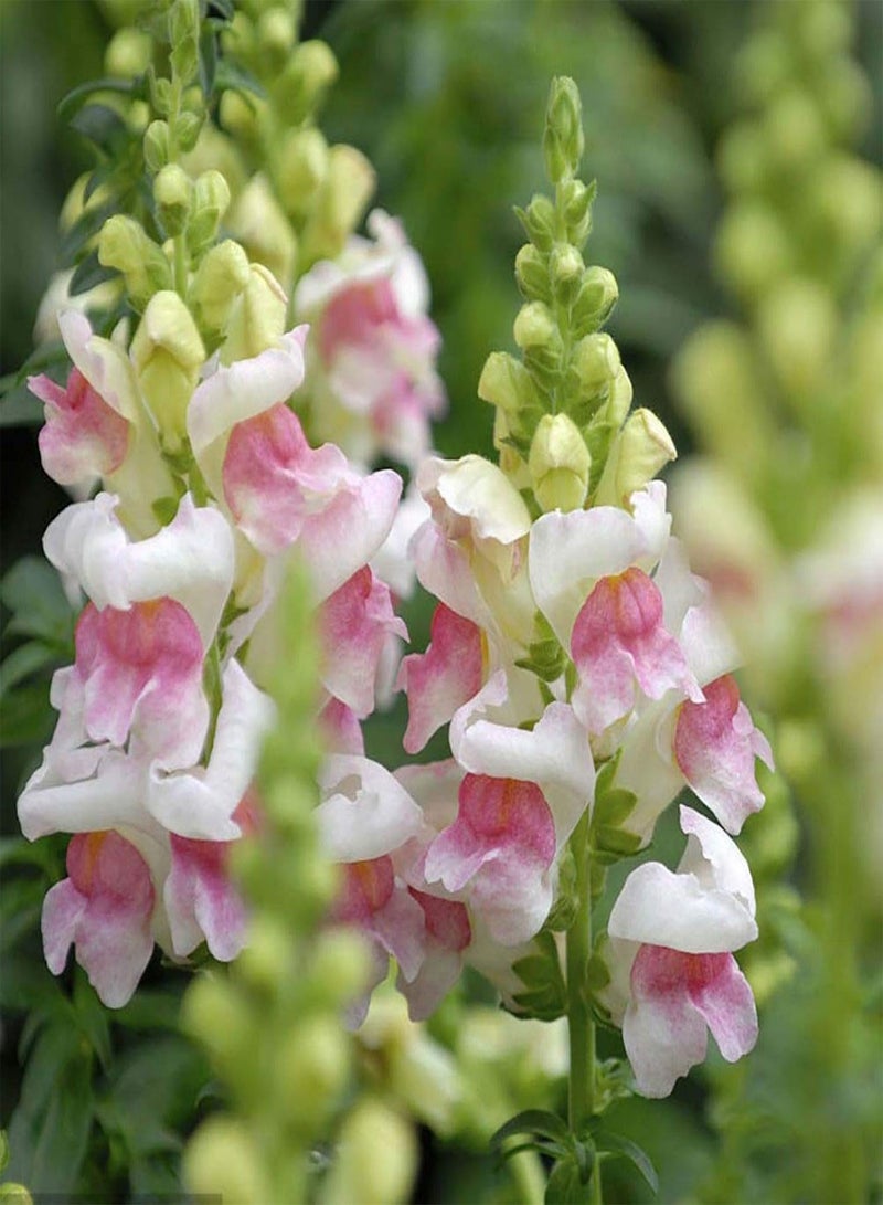 GGOOT Green Garden Flower Plants-50Pcs Mixed Color Snapdragon Seeds Antirrhinum Majus Bonsai Garden Flower Plant - Image 2