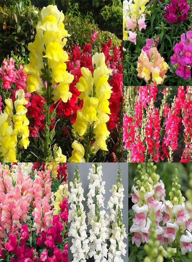 GGOOT Green Garden Flower Plants-50Pcs Mixed Color Snapdragon Seeds Antirrhinum Majus Bonsai Garden Flower Plant - Image 1