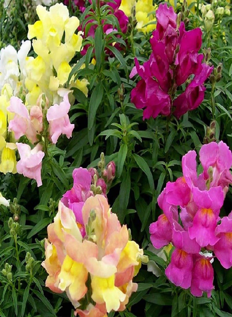 GGOOT Green Garden Flower Plants-50Pcs Mixed Color Snapdragon Seeds Antirrhinum Majus Bonsai Garden Flower Plant - Image 5